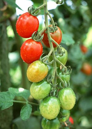 新規のお客に優しいホストクラブ